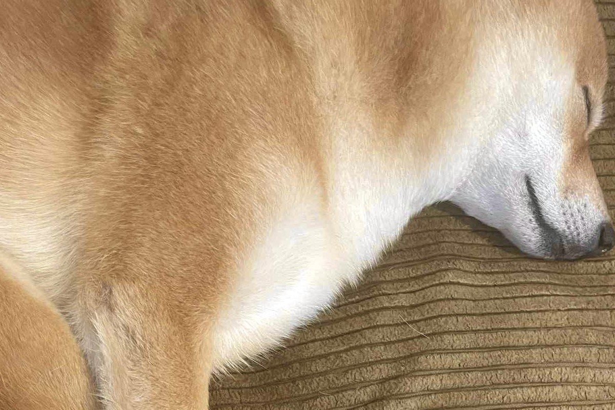 昼寝中の豆柴から発見した「謎の文字」が話題に 「滅多にお目にかかれ