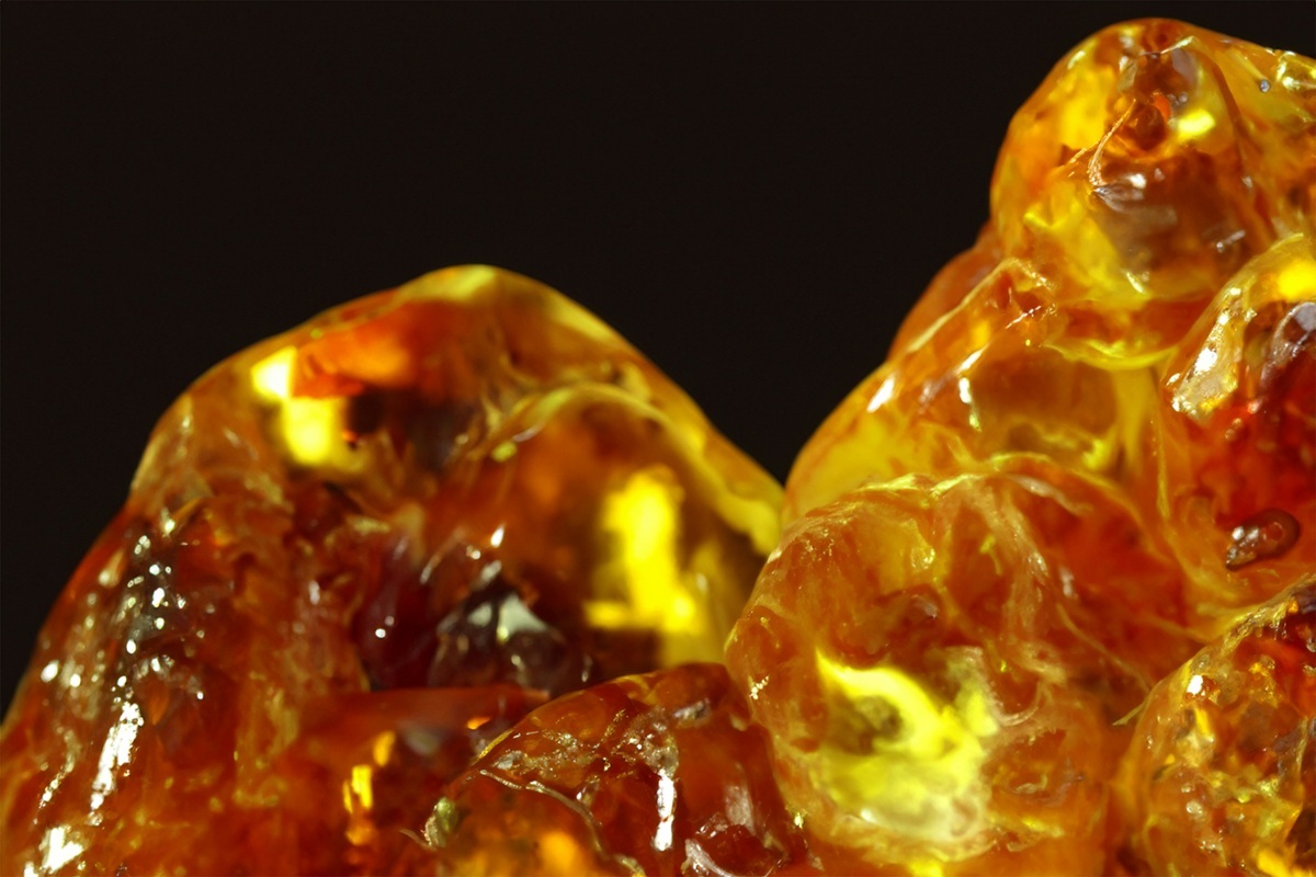 琥珀に閉じ込められた「昆虫の化石」を大量発見1億1200万年前