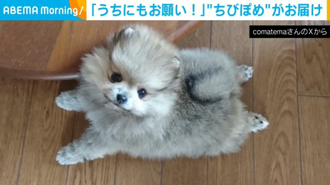 ポメラニアンの人様 教祖様おーちゃん☆ on X: 