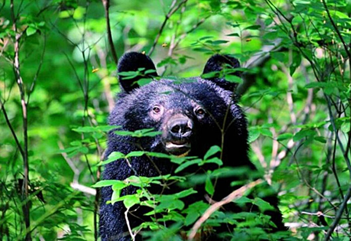 2023年度のクマによる人身被害者数（9月末時点）を示すデータ。全国で108人が襲われ、さらなる増加が懸念される。