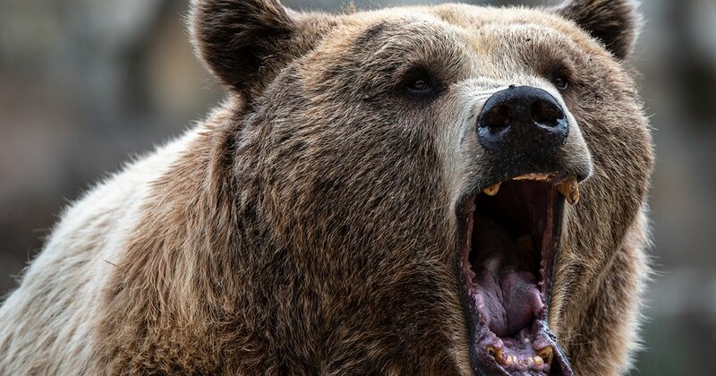 日本の北海道に生息するヒグマのイメージ写真。三毛別ヒグマ事件を引き起こした個体と同様に、開拓地周辺に出没する可能性のある野生のヒグマの姿を示す。