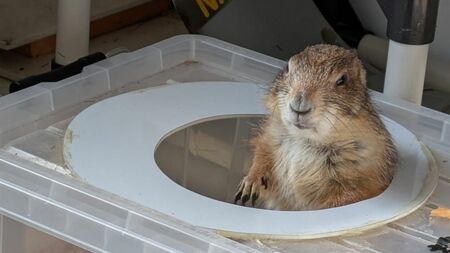 プレーリードッグが紡ぐ10年の絆：都市生活と小動物の深い癒し