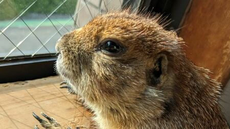 愛するプレーリードッグとの生活を送るまる子さん。小動物との絆が都市生活に癒しをもたらす