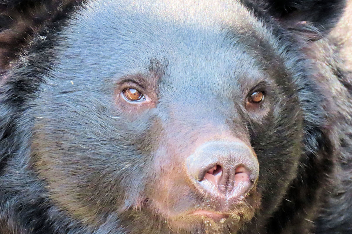 ツキノワグマの人身被害が頻発する中、その異常な行動に社会の懸念が高まっている。