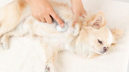 家族同然の犬と飼い主が触れ合う様子。ペットの健康と命を守るために、飼い主が取るべき行動を考える場面。