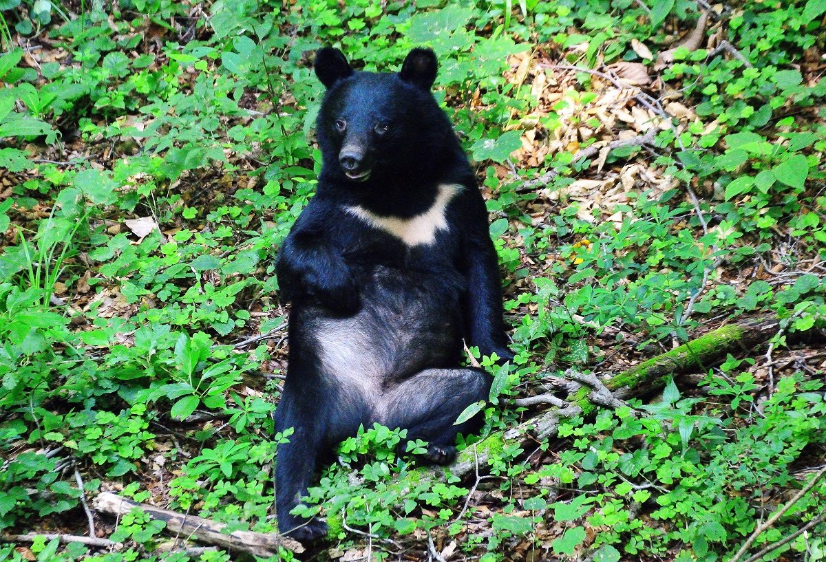 東北のクマ被害、「コメ狙い」で住宅侵入が常態化か?専門家が語る「新たな局面」 森の中で毛づくろいをするツキノワグマ。近年、人里での出没や米を狙った住宅侵入が増加している