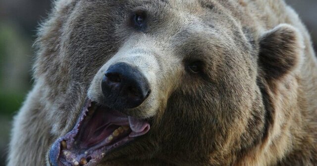 巨大ヒグマが3日間で3人殺害した福岡大ワンゲル部事件「遺品メモの言葉」が悲しい 巨大ヒグマが3日間で3人殺害した福岡大ワンゲル部事件「遺品メモの言葉」が悲しい