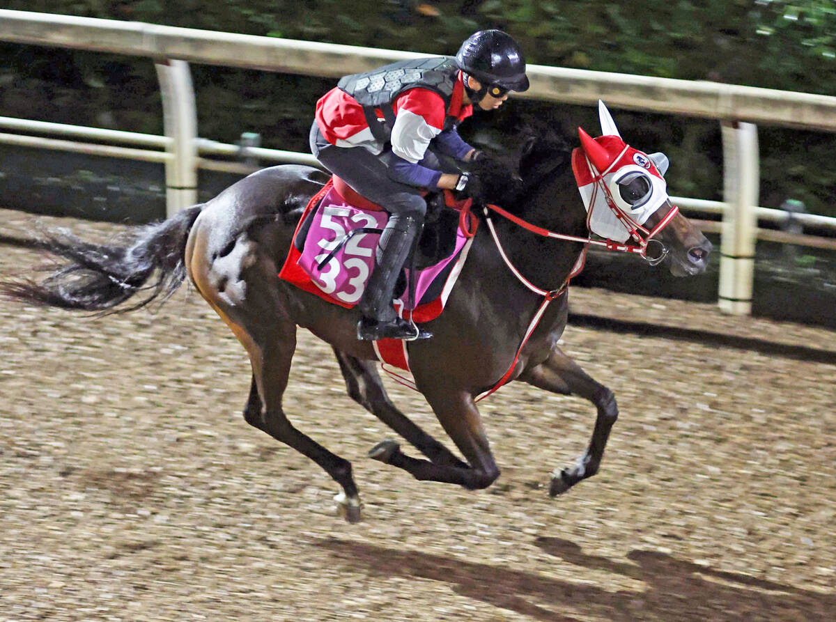 ※関係者限定【超貴重】コントレイル　MA-1ブルゾン　矢作厩舎　競馬 関係者限定【超貴重】コントレイル MA-1ブルゾン 矢作厩舎 競馬