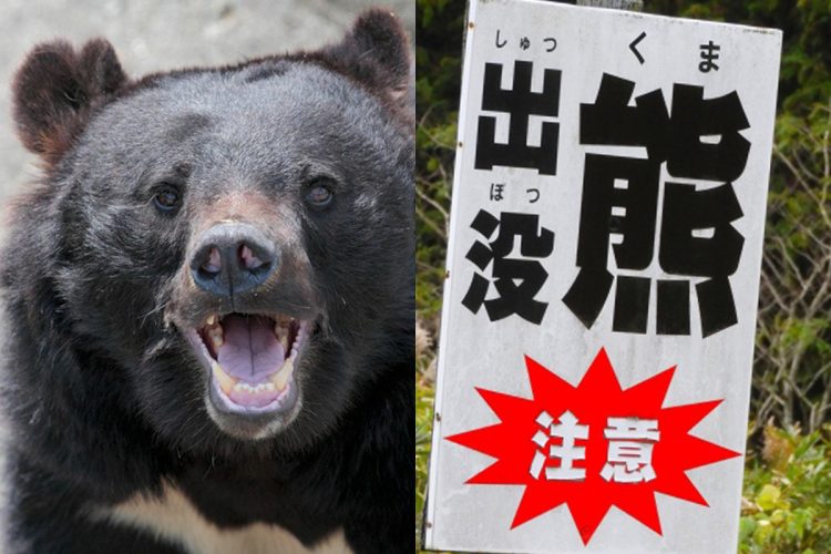 秋田のクマ襲撃、異常な獰猛性:東成瀬村で1人死亡、4人重傷 秋田県で相次ぐクマ被害のイメージ、森林を歩くツキノワグマ