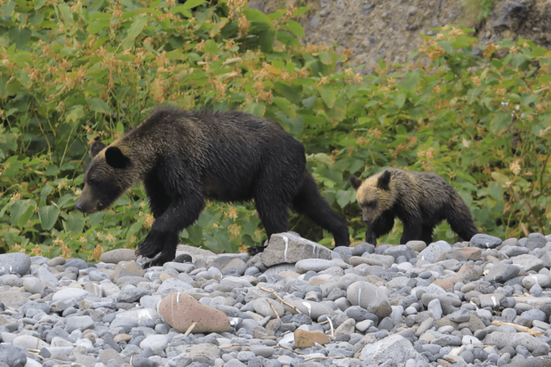 秋田県、深刻化するクマ被害に自衛隊の支援要請 - 日経記事の「憲法9条」言及で波紋 秋田県で深刻化するクマ被害の現状を示すイメージ写真