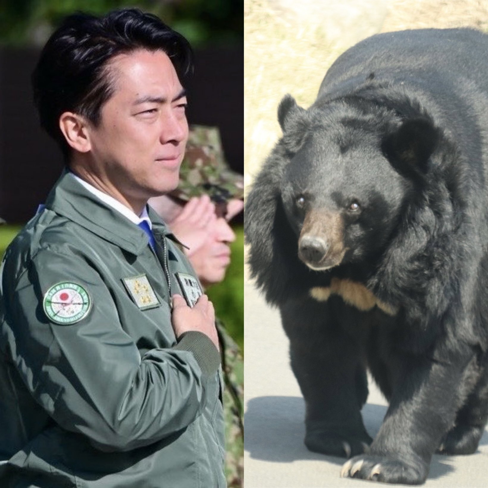 小泉進次郎防衛相の試練:クマ対策の初陣と安保政策での主導権争い 小泉進次郎防衛相の初仕事として注目されるクマ対策への対応
