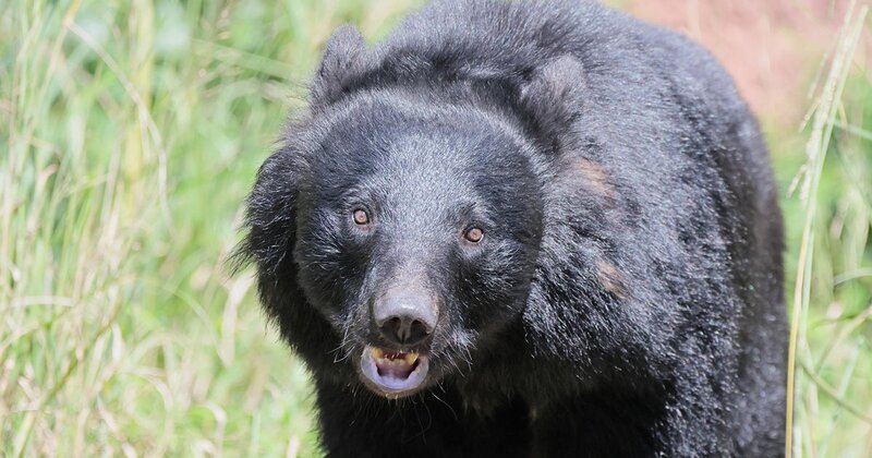 乗鞍岳ツキノワグマ襲撃事件:観光地での悲劇と勇気ある行動の全貌 日本の山中で遭遇する可能性のあるツキノワグマのイメージ写真。乗鞍岳での襲撃事件を想起させる。