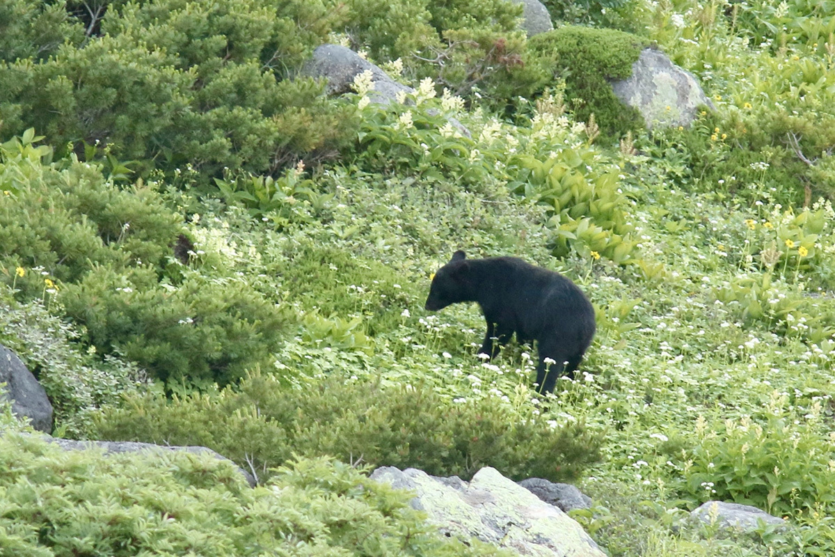 秋田県のクマ被害、過去最悪ペースで深刻化:人身被害54人、自衛隊派遣で緊急対策へ 秋田県で人里に出没し、警戒されるツキノワグマ