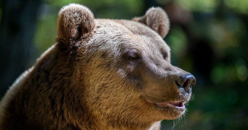 自衛隊派遣でも止められない?全国で急増するクマの個体数と生息域を徹底分析 日本全国のクマ生息・出没域の拡大状況を示す地図