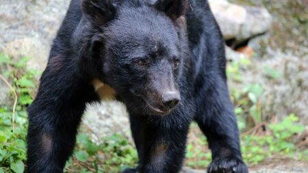 日本全国で深刻化するクマ問題:過去最多の捕獲数と人身被害の現状 人身被害が過去最悪ペースで増加する中、日本の森林で目撃されるクマ