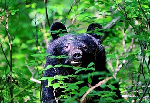 秋田県で人身被害が過去最悪を記録したクマの姿