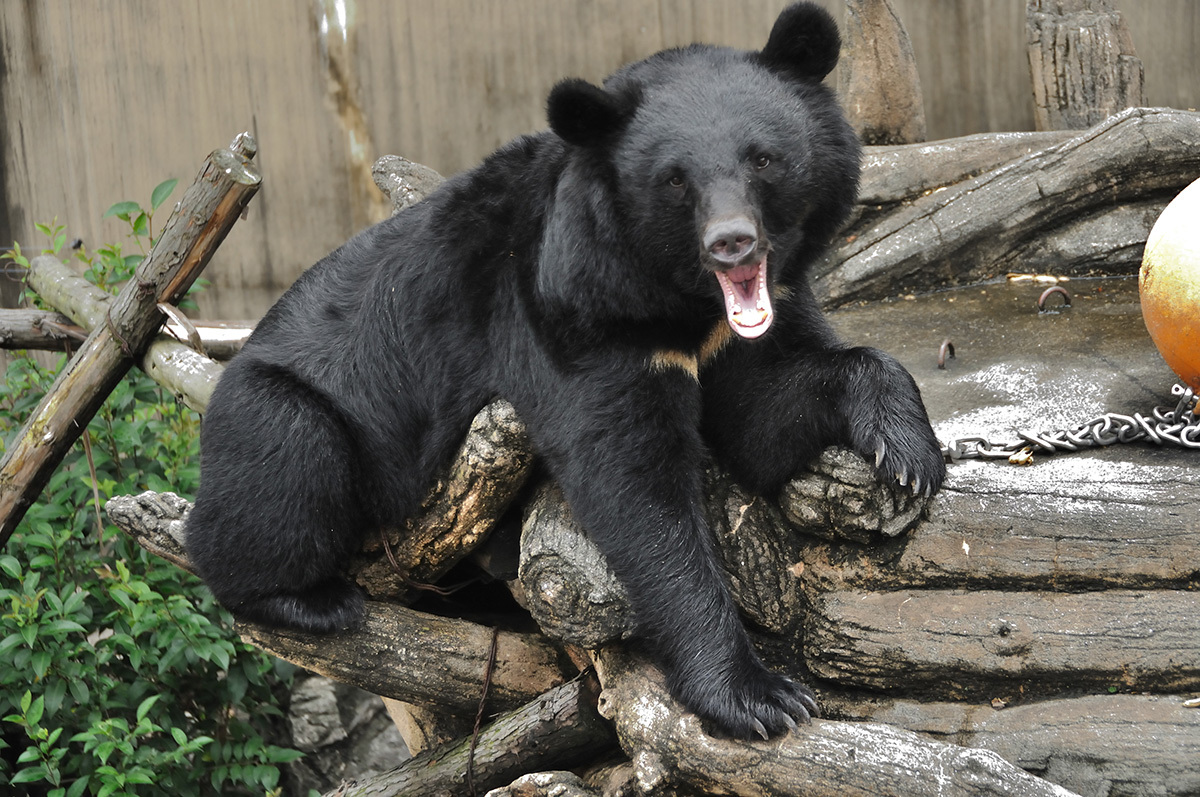 駆除要請拒否が問題となっているクマ被害の象徴としてのツキノワグマ