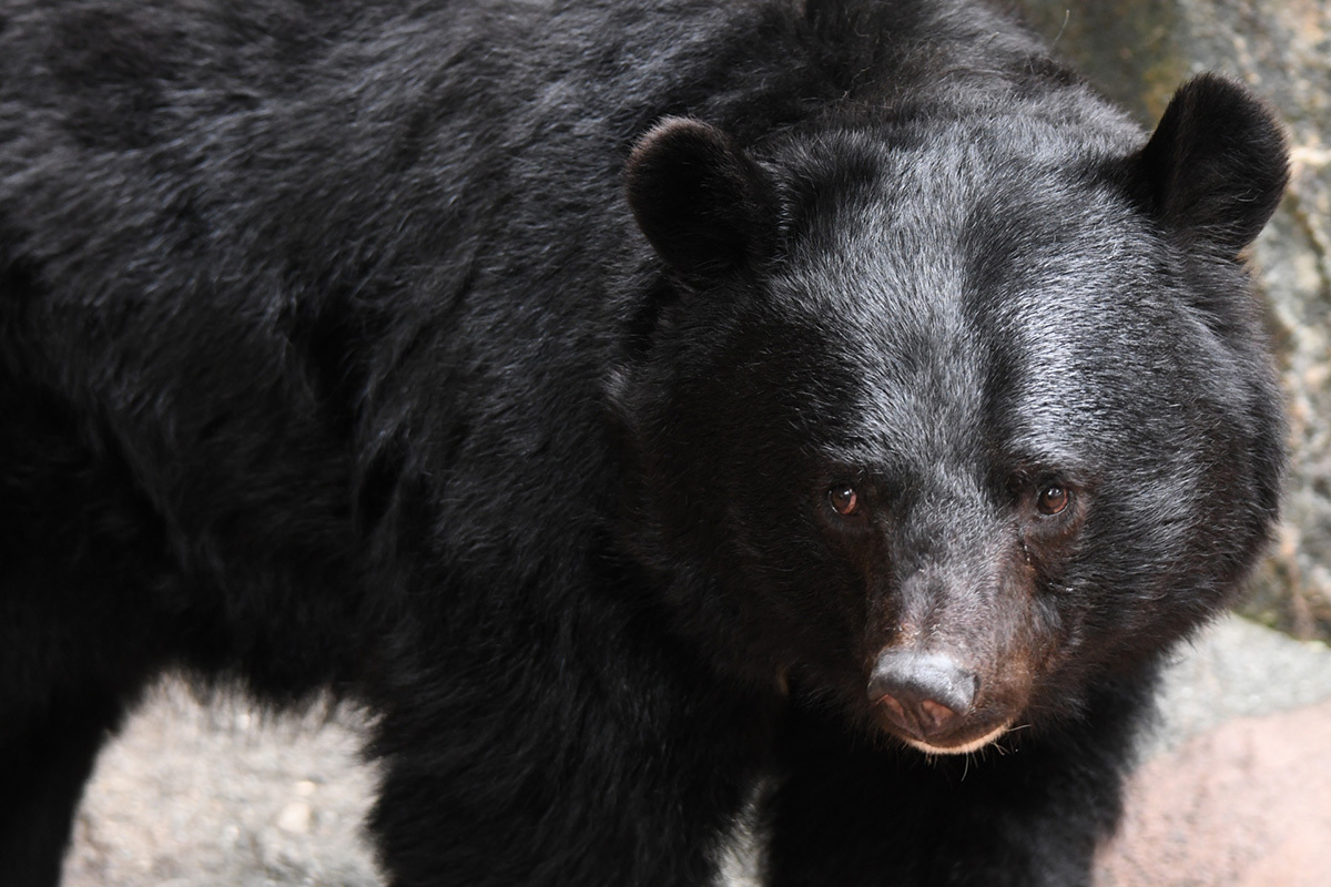 人間と目が合ったツキノワグマの凍りつくような眼差し