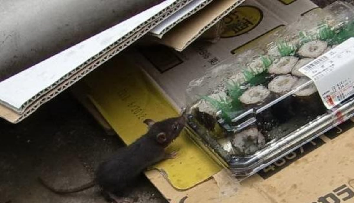 都会のネズミの相談件数が倍増、繁華街ではごみに群がる 自治体対策進めるも追いつかず(産経新聞)