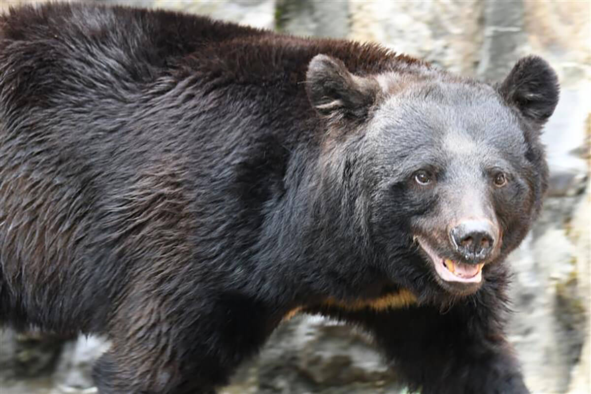 秋田県内で出没が相次ぎ、人身被害をもたらすツキノワグマの様子