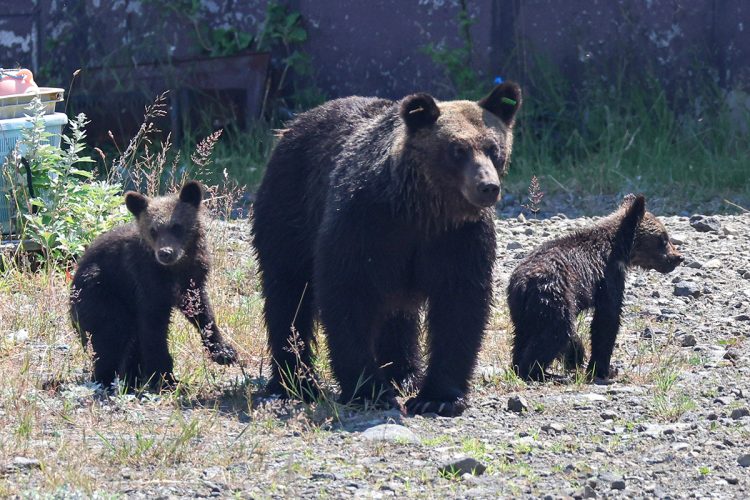 秋田県でのクマ対策活動における自衛隊の車両と関係者、厳しい法的制約下での対応