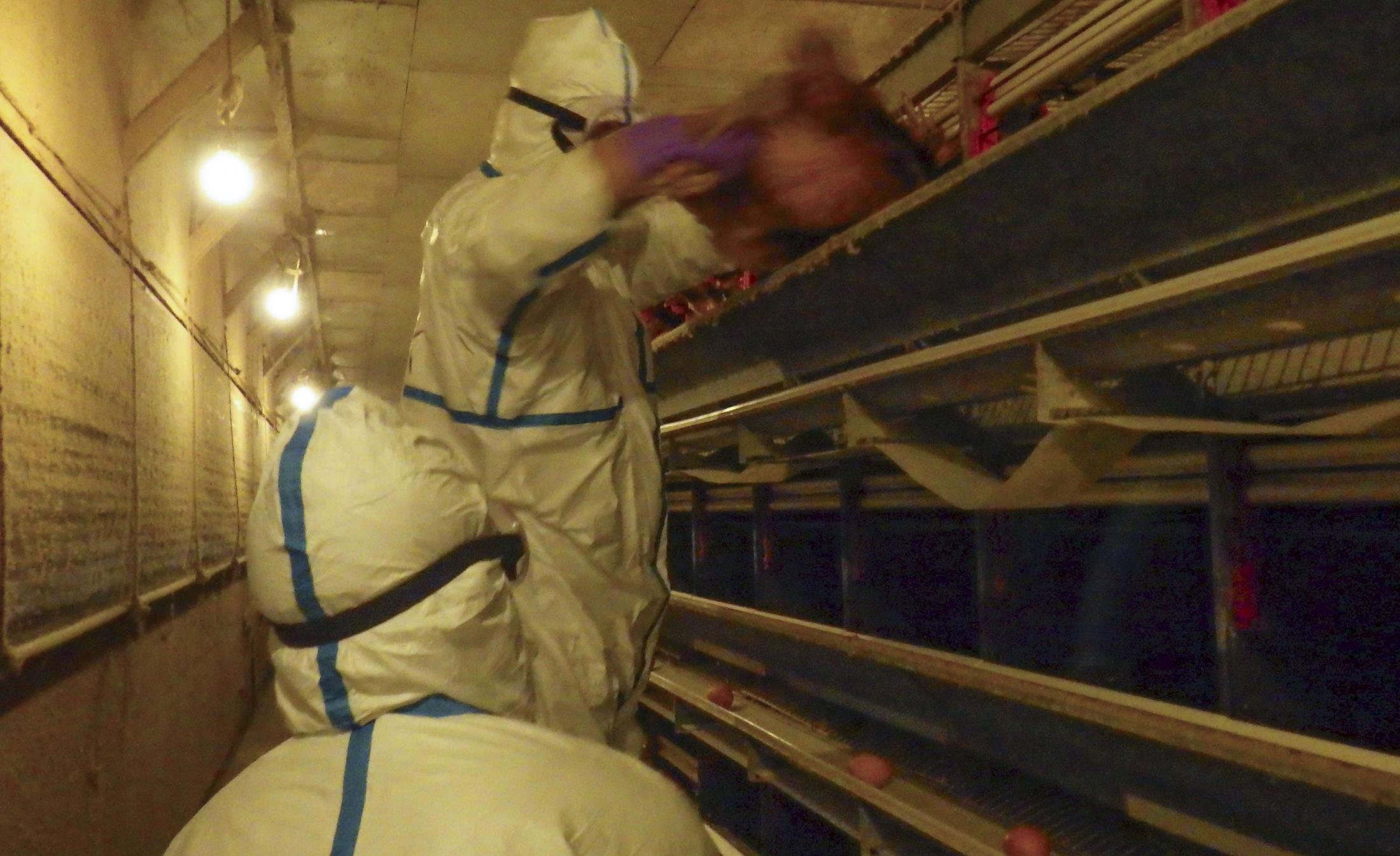 【独自】鳥インフル防疫で心身不調訴え 20県で職員相談、休職や骨折(共同通信)