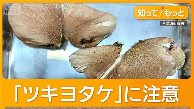 シイタケに似た毒キノコ「ツキヨタケ」での食中毒相次ぐ　10年間で305人（テレビ朝日系（ANN））