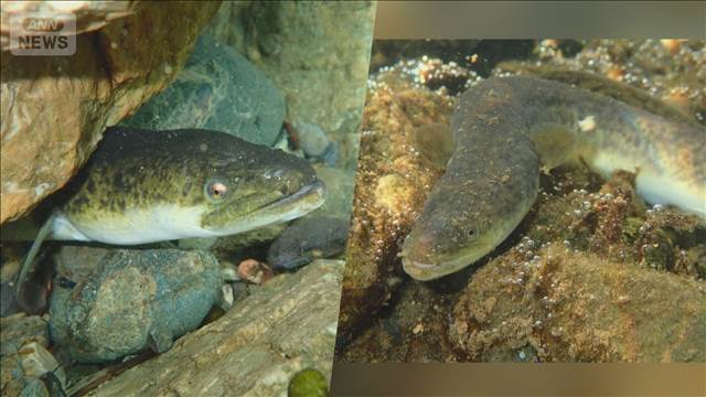 オオウナギが陸上でも狩り　東京大学など研究チーム明らかに　コオロギ捕食（テレビ朝日系（ANN））