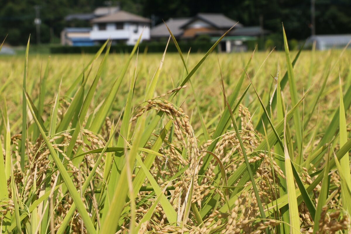 スーパーに並ぶ高騰した新米の袋と値札