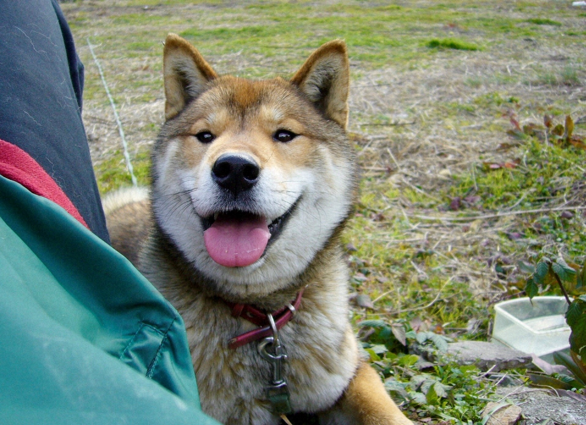 愛犬の認知症を防ぐには 獣医師が教える三つのポイント(毎日新聞)