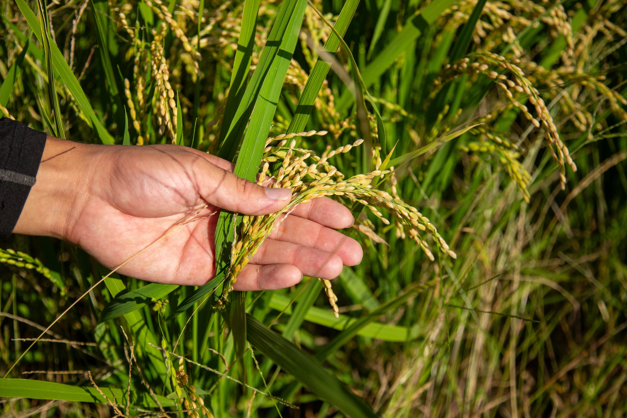 再生二期作、乾田直播、猛暑に強い米「手間を省き、手頃な米づくり」米農家の挑戦 #生活危機(Yahoo!ニュース オリジナル 特集)