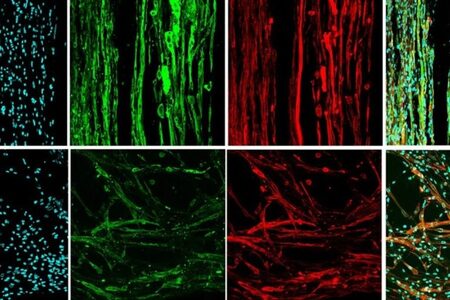 微小重力での筋肉組織の3Dプリントに成功–チューリッヒ工科大学 (UchuBiz)