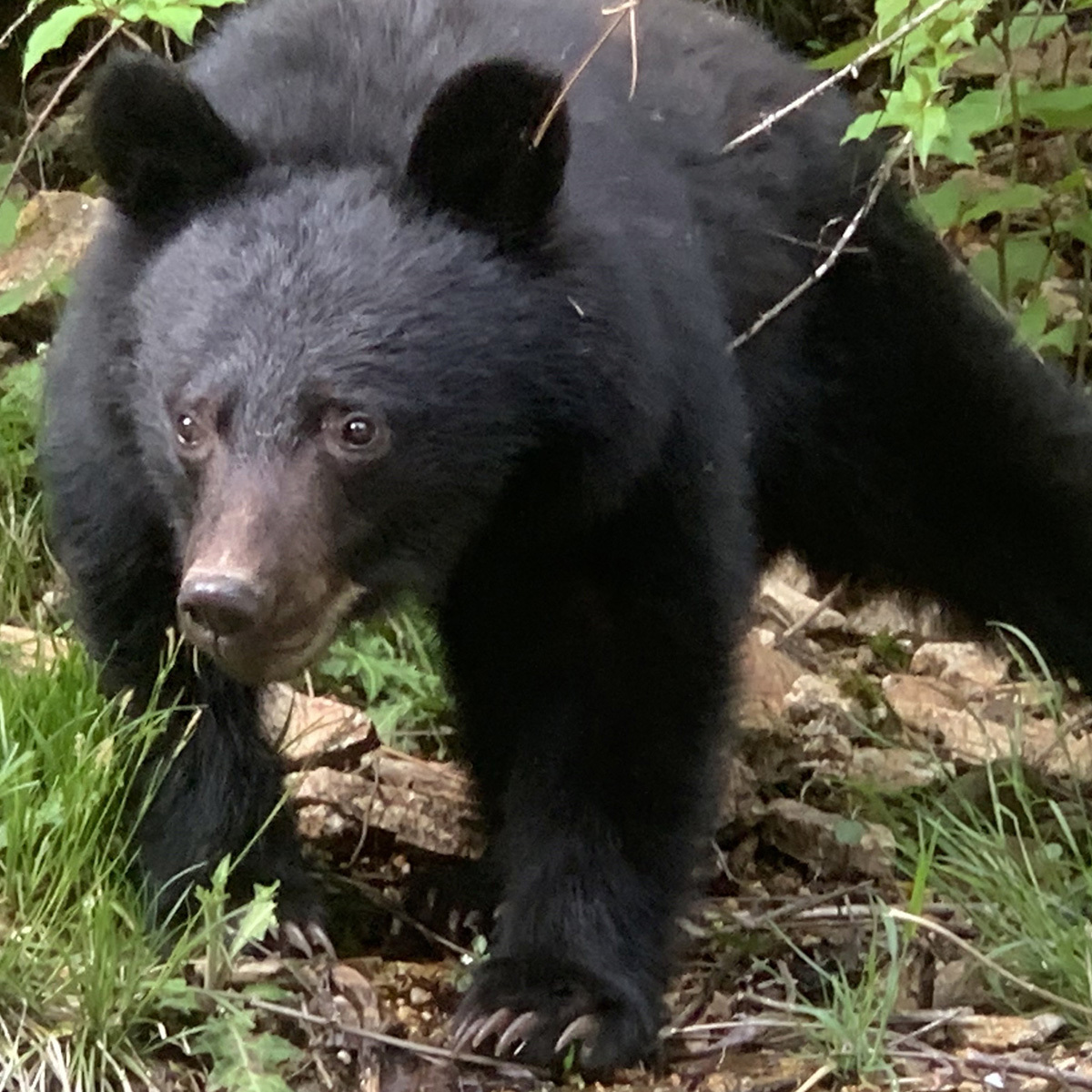 青森のラーメン店に出没したツキノワグマのイメージ写真