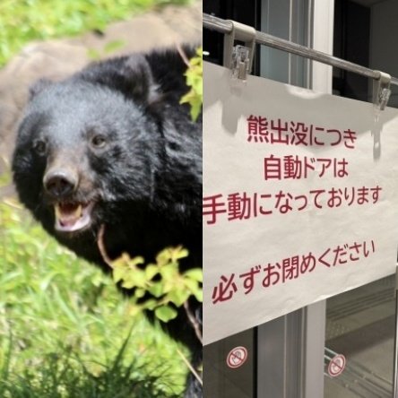 「人が襲われ骨だけ残された例も…」目撃情報は例年の8倍、市職員の装備はヘルメットと盾、スプレーだけ、追いつかない駆除の実状〈秋田“クマ被害”が限界〉 「人が襲われ骨だけ残された例も…」目撃情報は例年の8倍、市職員の装備はヘルメットと盾、スプレーだけ、追いつかない駆除の実状〈秋田“クマ被害”が限界〉