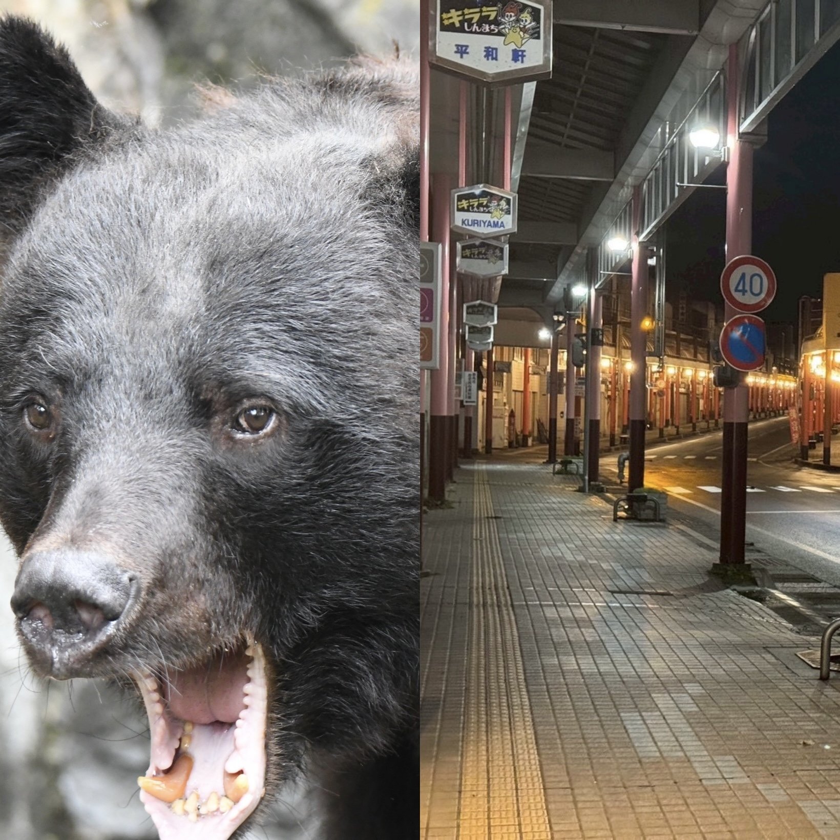 人里に現れたクマの姿、夜の街が静まり返る原因となっている