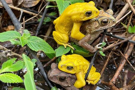 繁殖期にオスが黄色くなるカエル、メスへのアピールではなかった 驚きの理由が明らかに(ナショナル ジオグラフィック日本版)