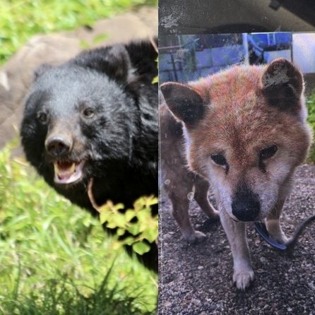 「腹はへこみ内臓は全部食べられていた」愛犬“ダイくん”をクマに殺された飼い主の慟哭「ダイを返せ、クマが憎い」「なんでこんな死に方してしまうんだよ……」（集英社オンライン） - Yahoo!ニュース