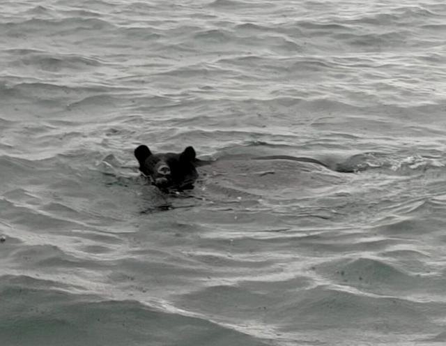 海で「クマが泳いでいる」、漁師は「勘違いかと…」　青森・陸奥湾（朝日新聞） - Yahoo!ニュース