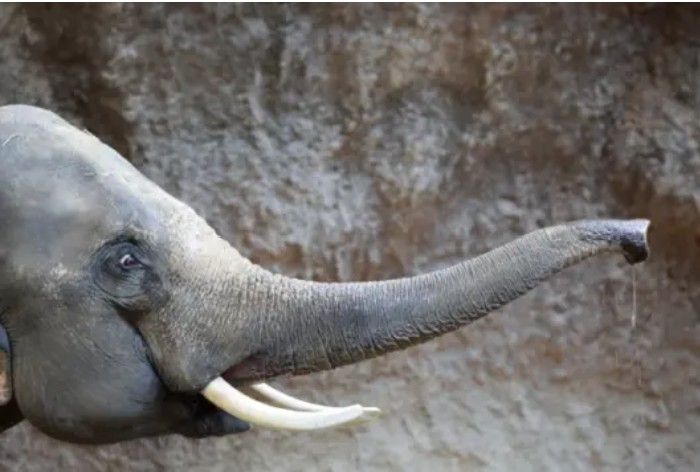 LINEヤフーが「象牙風」などの象牙類似品の規制を強化、ルールの抜け穴塞ふさぐ（オルタナ） - Yahoo!ニュース