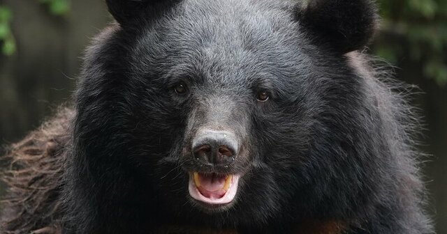 クマが「侵入したくなる建物」の特徴とは?クマの「意外な性質」と関係【専門家が指摘】 クマが「侵入したくなる建物」の特徴とは?クマの「意外な性質」と関係【専門家が指摘】