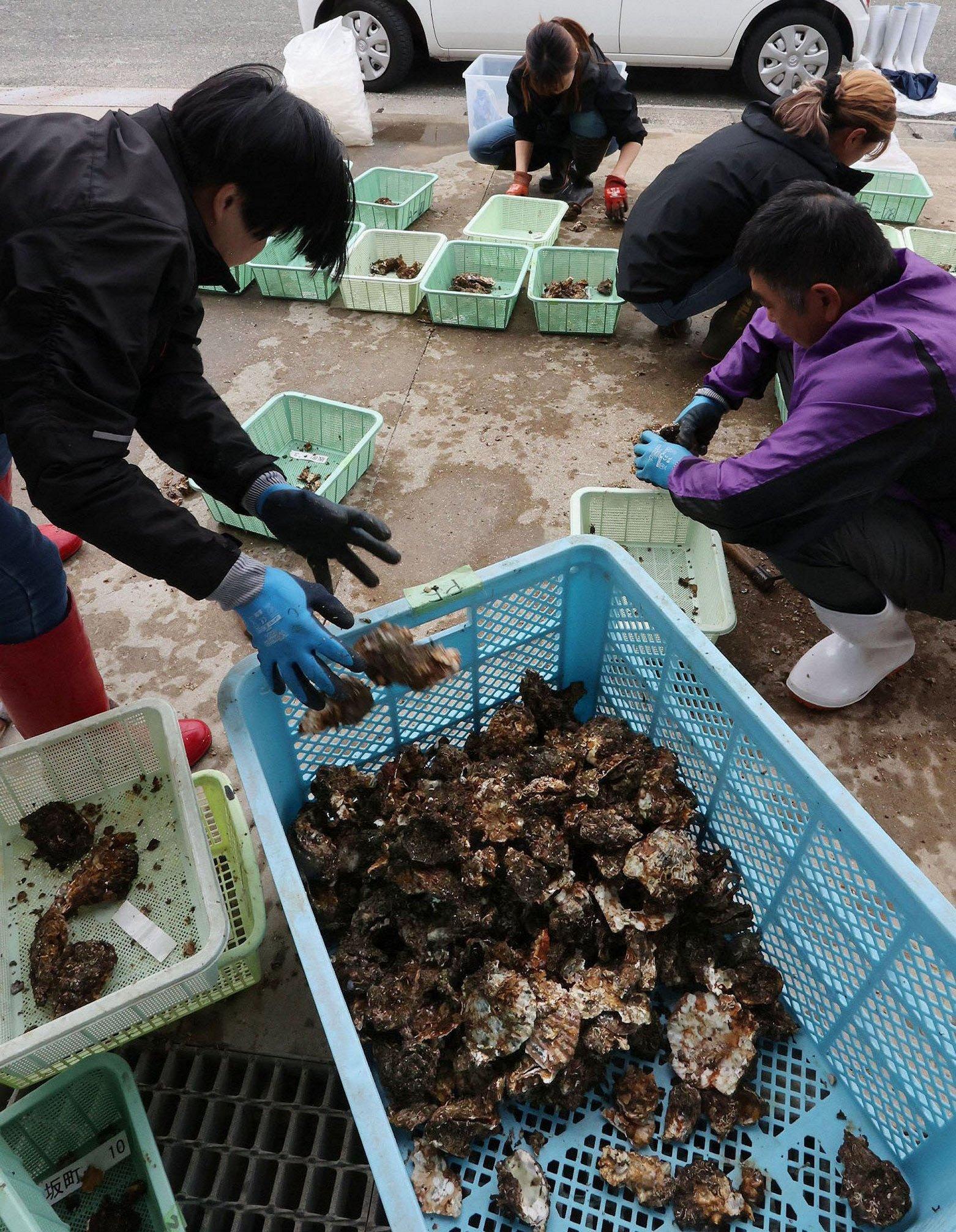 カキ大量死、瀬戸内海沿岸に被害広がる　全国生産の8割占めるエリア（中国新聞デジタル） - Yahoo!ニュース