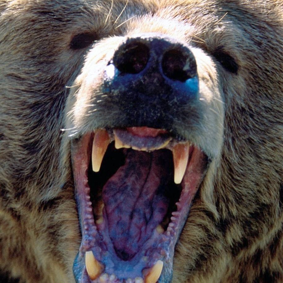 北海道の豊かな自然のイメージ。ヒグマが生息する森と清流が広がる。