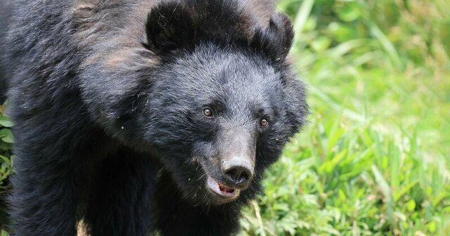 「人を襲ったクマ」を解剖してわかった、胃に「大量に詰まっていたもの」人家に侵入した理由にゾッとする 「人を襲ったクマ」を解剖してわかった、胃に「大量に詰まっていたもの」人家に侵入した理由にゾッとする