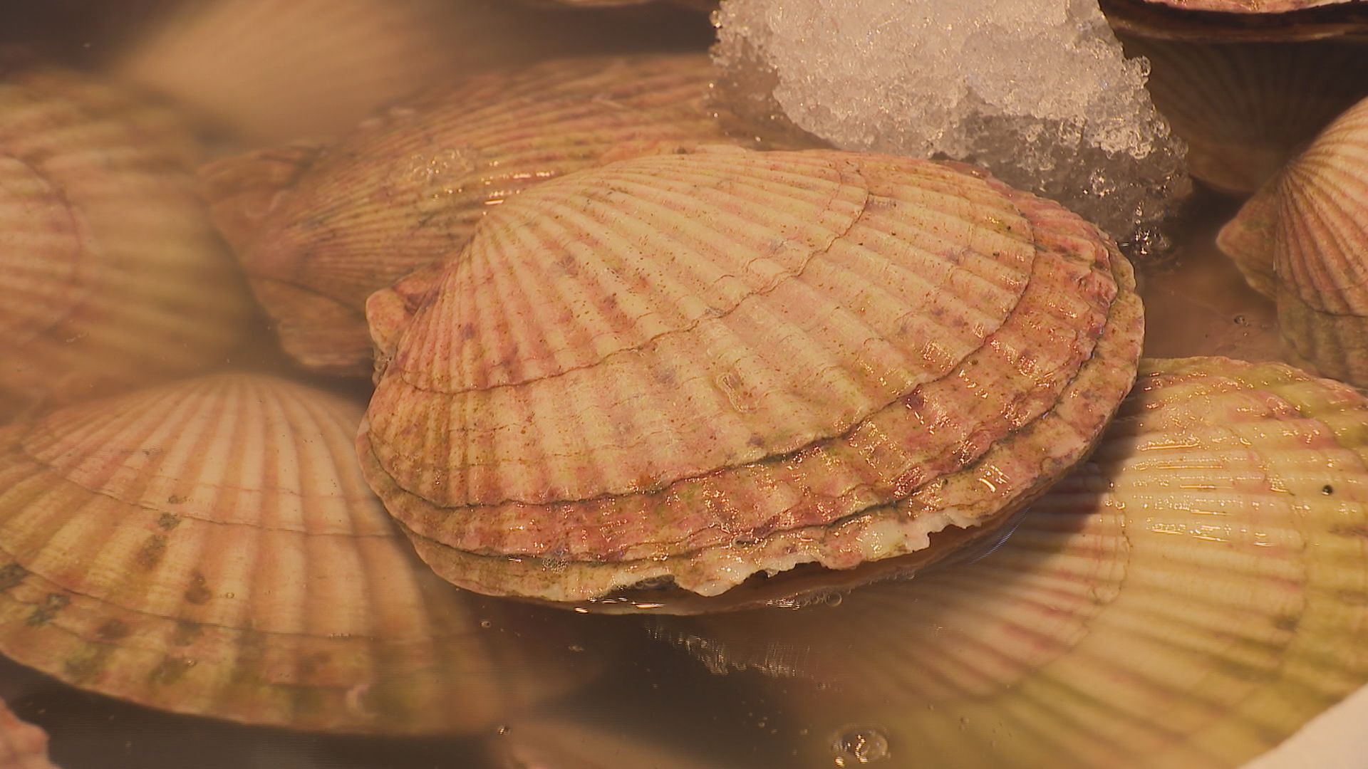 中国が水産物輸入停止を伝達「ビクビクしながら…」北海道の水産業者からは落胆の声　約2年ぶりに中国への出荷が再開されたばかり（HBCニュース北海道） - Yahoo!ニュース