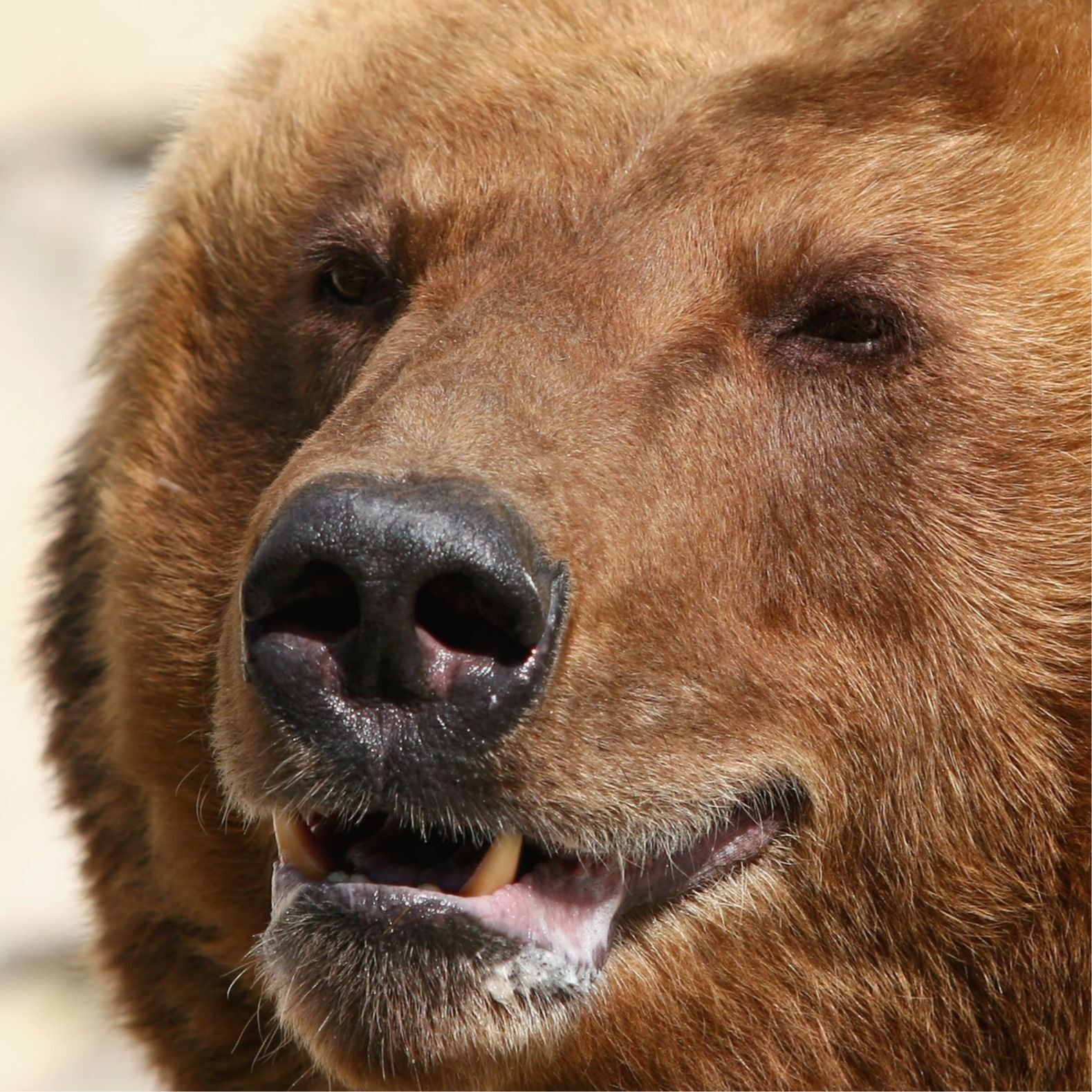 従業員を殺害したヒグマのイメージ写真