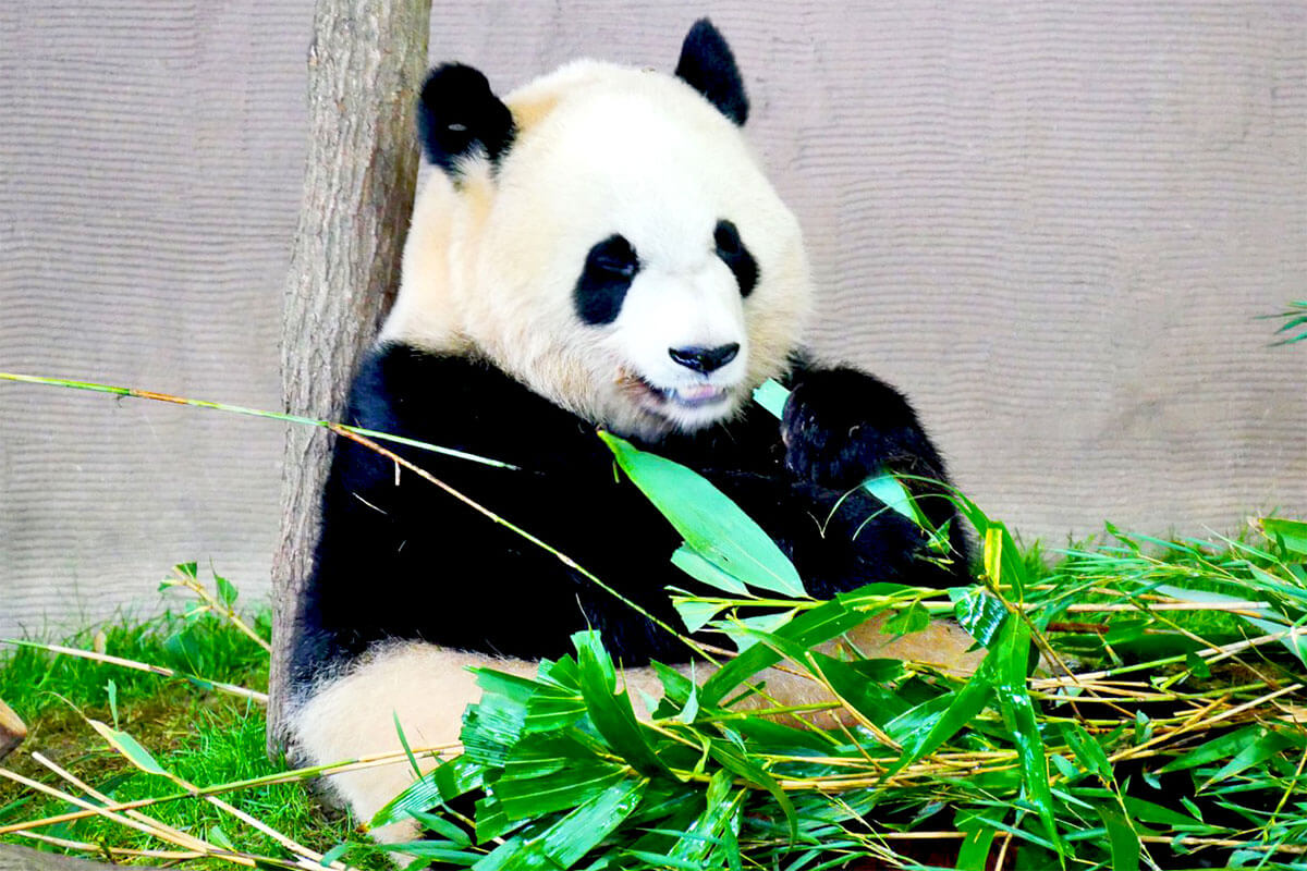 「高市総理VS中国」で日本からパンダはゼロに？　上野動物園「パンダ返還期限」まであと3カ月　担当者は「延長の動きはない」（デイリー新潮） - Yahoo!ニュース