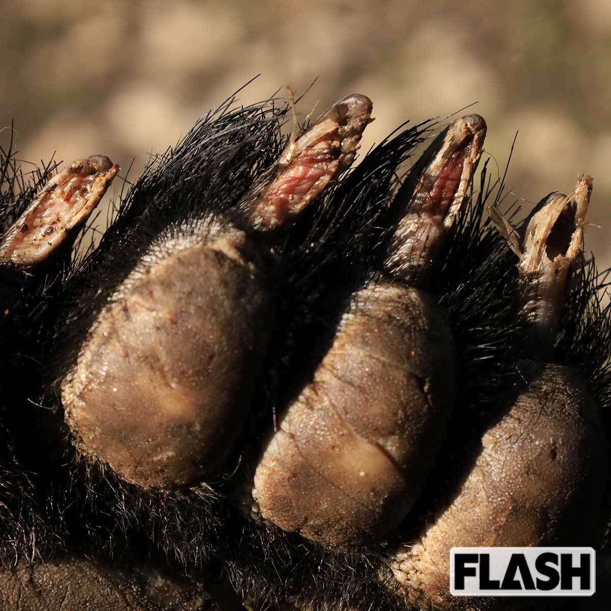 高柳さんが所属する猟友会で仕留めたクマの鋭い爪