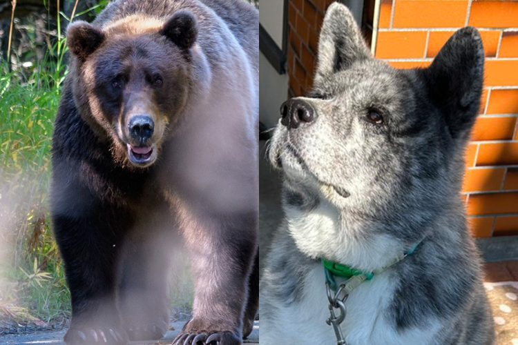 宮城県栗原市でクマを撃退し生還した秋田犬「テツ」（左）