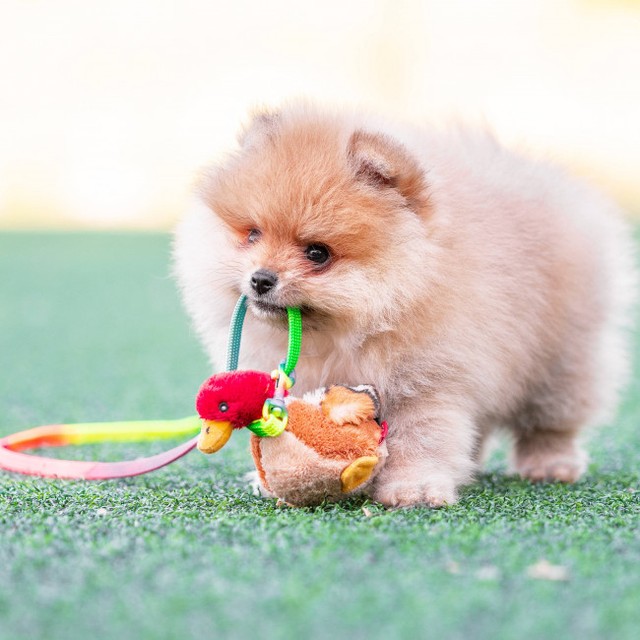 犬にも自閉症やADHDなど発達障害に似た症状あり　英国の大学で研究（よろず～ニュース） - Yahoo!ニュース