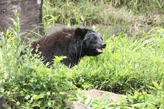 「クマは山にエサがないから里に出没する」は間違いだ: 本当の理由は何か